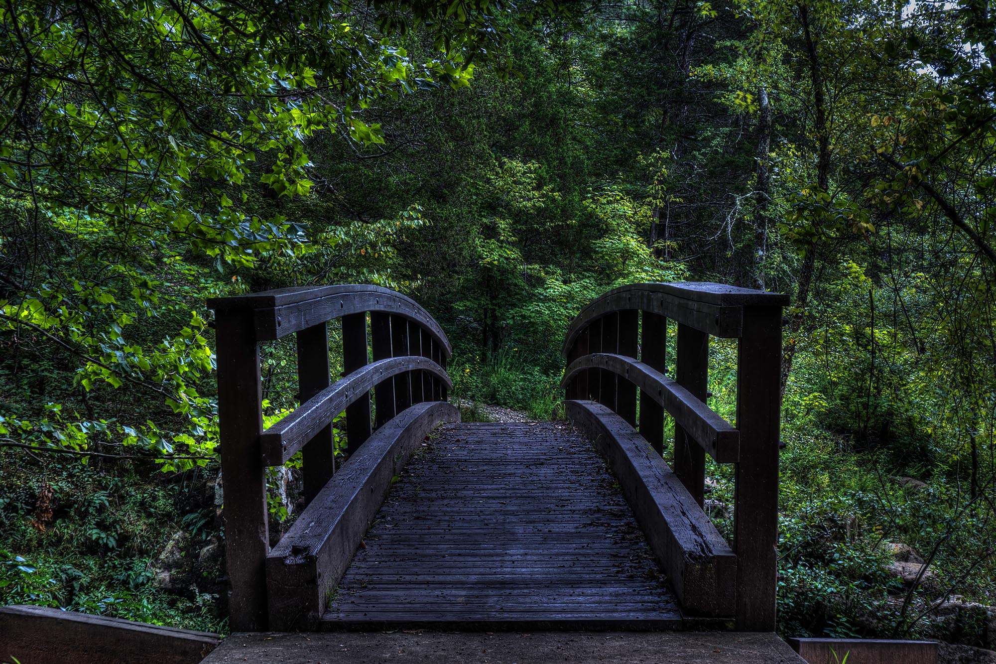 "The Thicket" - Mark_Polege
