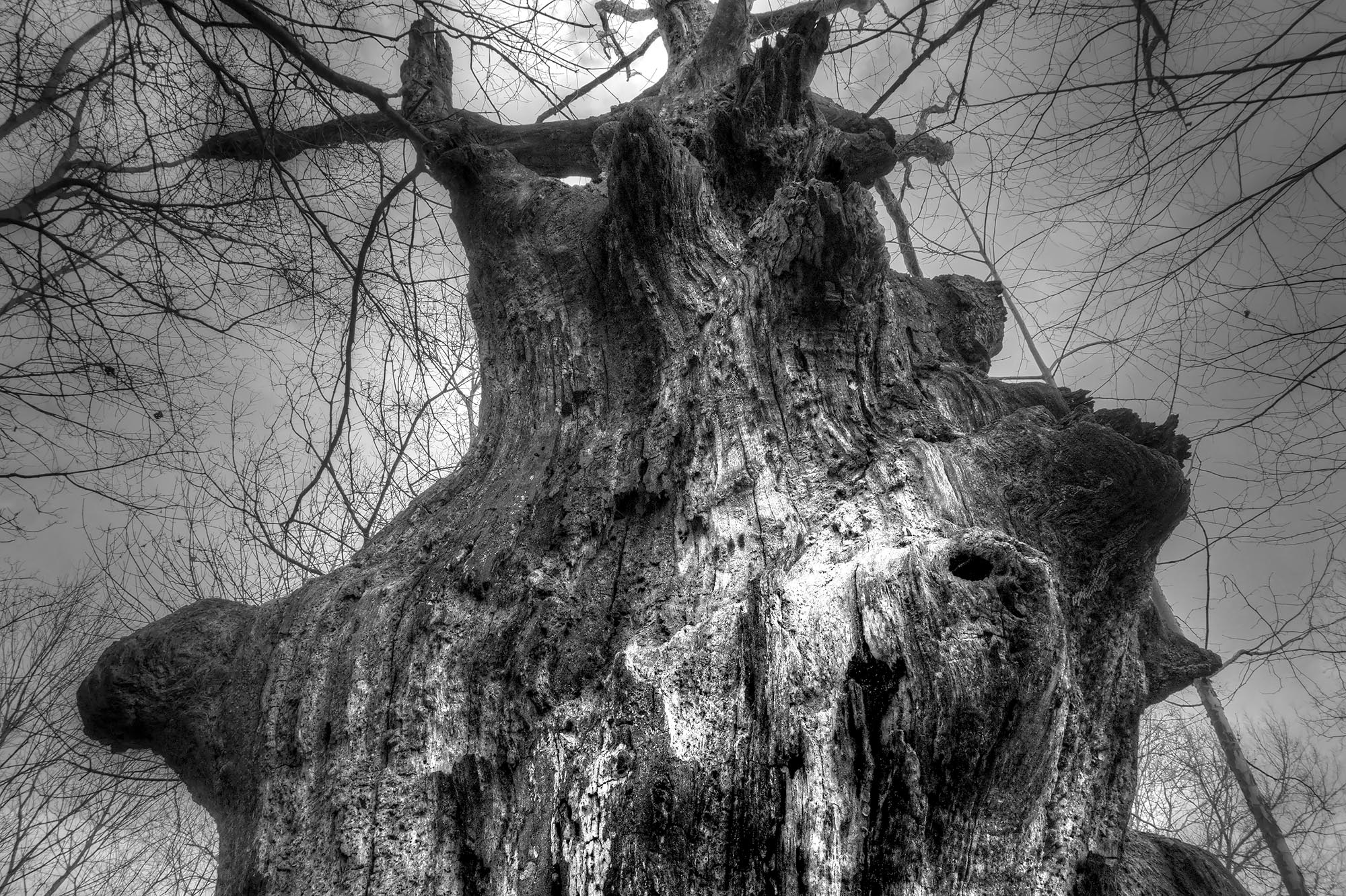 "Wicked Wood" - Mark_Polege