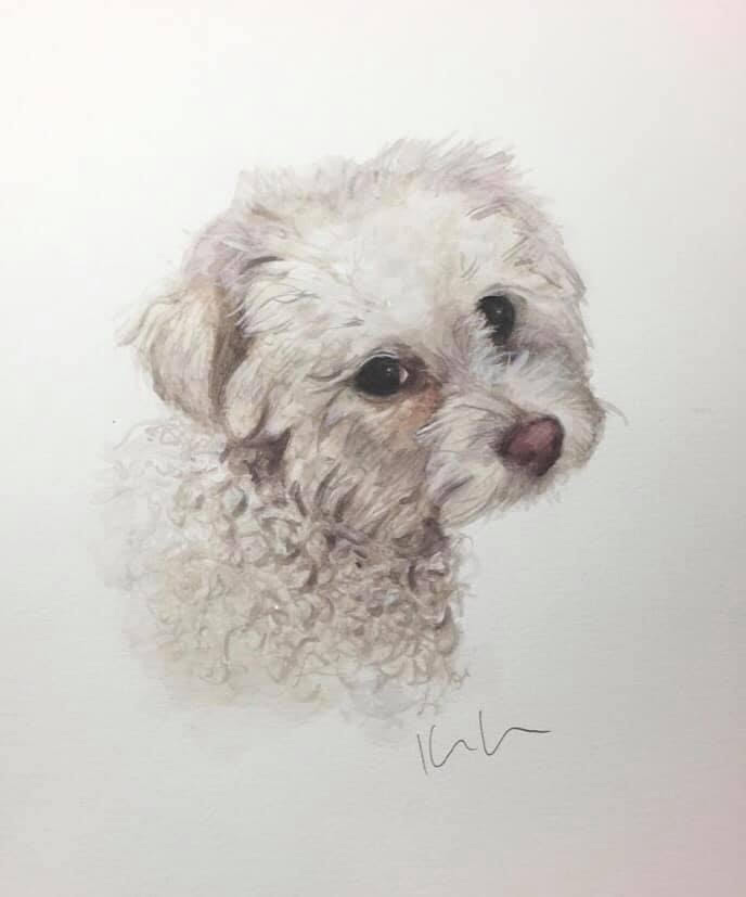 dog 7